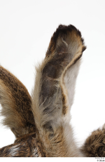 Hare  1 ear 0013.jpg